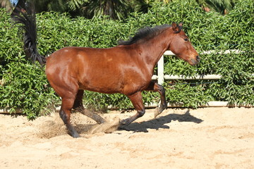 Galopp auf dem Reitplatz