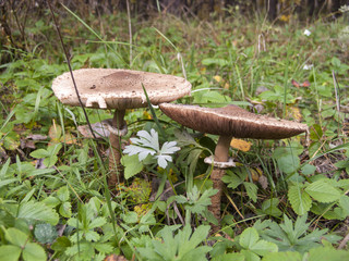 Parasol mushroom (Macrolepiota procera)  in the autumn forest