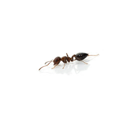 Ant isolated on white background