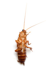 redhead cockroach on white background. macro