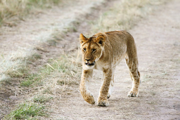 A beautiful lion cub