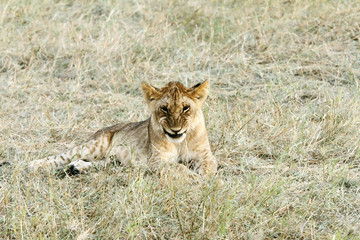 A baby lion making funny face