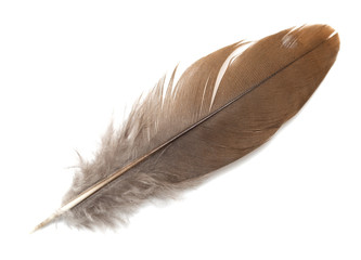 feather on white background