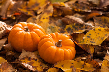 two small pumpkins and autumn leaves.