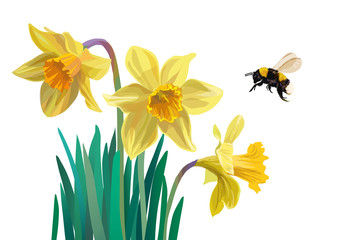 Daffodils and bumblebee
