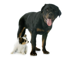 Fototapeta premium papillon puppy and rottweiler