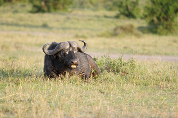 A  Wild African Buffalo sitting in Savanna grassland