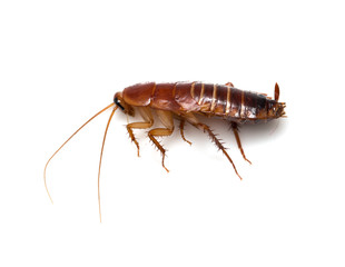 redhead cockroach on white background. macro