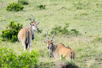 Naklejka na ściany i meble Beautiful Giant Eland antelopes