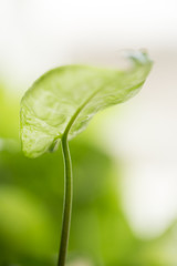 beautiful green leaves