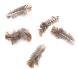Obraz premium pigeon feather on white background