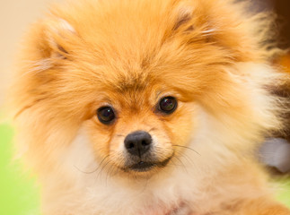 Dog spitz orange. Small dog breeds. Looking into the camera.