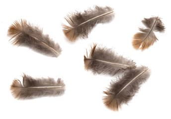 Obraz premium pigeon feather on white background