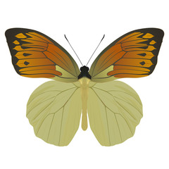 Butterfly isolated on white. Vector Illustration
