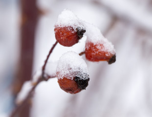 Briar in the snow. macro