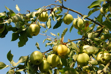 Pommier avec la rosée matinale