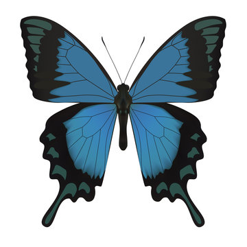 Butterfly isolated on white. Vector Illustration