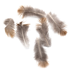 pigeon feather on white background