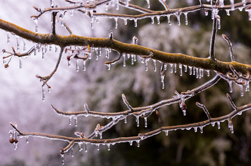 Ice covered branches start to melt to icicles