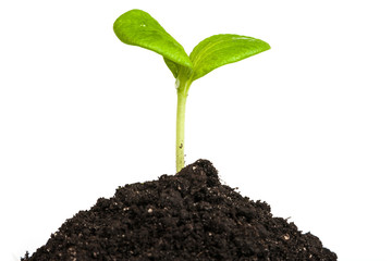 Heap dirt with a green plant sprout isolated