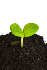 Heap dirt with a green plant sprout isolated