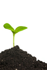 Heap dirt with a green plant sprout isolated