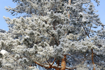 The snow-covered pine tree in winter forest