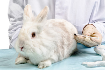 Tierarzt bei Behandlung Kaninchen beim Spritze geben