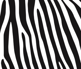 Fototapeta na wymiar Zebra 1102