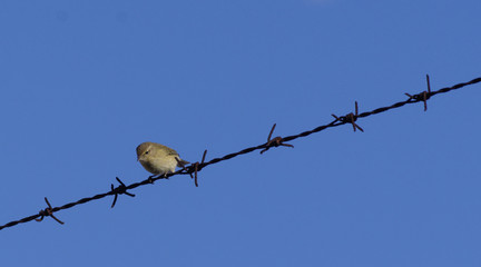 greenfinch