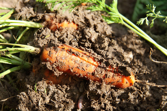 Carottes