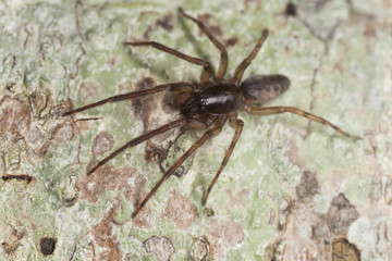 Snake-back spider, Segestria senoculata on wood