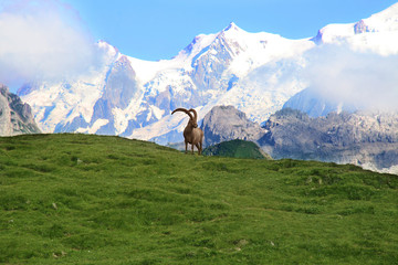 Mont Blanc