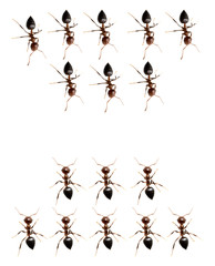 military detachment of ants on a white background. macro