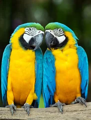 Foto op Plexiglas parrots © Pakhnyushchyy