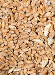 Wheat background view from the top