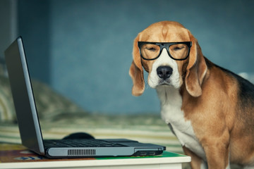Chien beagle endormi dans des lunettes drôles près d& 39 un ordinateur portable