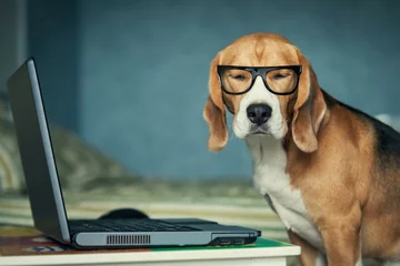  Slaperige beagle hond in grappige bril in de buurt van laptop © Soloviova Liudmyla