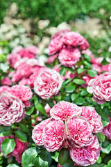 Beautiful pink roses flowers in garden, outdoors