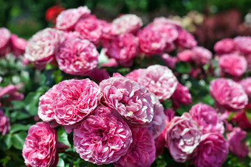 Beautiful pink roses flowers in garden, outdoors