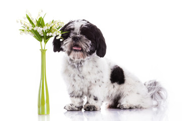 Fototapeta premium Shih tzu dog on white background