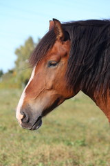 Obraz premium Portrait of beautiful skewbald horse