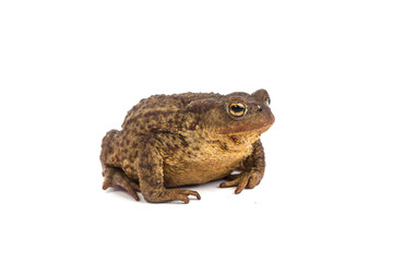Forest toad. Green frog