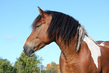 Portrait of beautiful skewbald horse