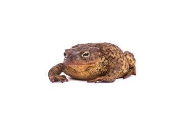 Forest toad. Green frog