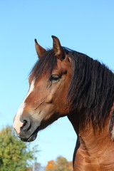 Portrait of beautiful skewbald horse