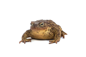 Forest toad. Green frog
