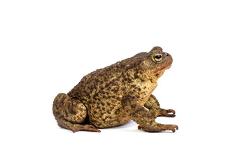 Fototapeta premium Forest toad. Green frog