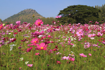 Obraz premium beautiful cosmos flower in field