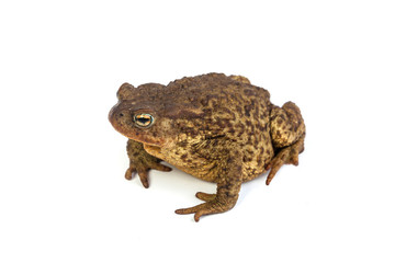 Forest toad. Green frog